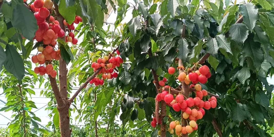 Jeotermal serada ilk kiraz hasadı yapıldı: Olumlu sonuç mahsulleri iç piyasada satılacak 1